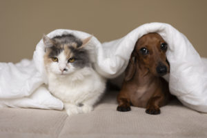 cachorro e gato cobertos no frio. Cuidados com os animais no inverno